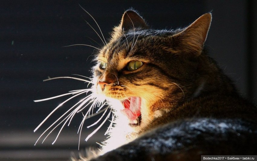 С днем кошек — Болталка и разговоры обо всем: жизнь