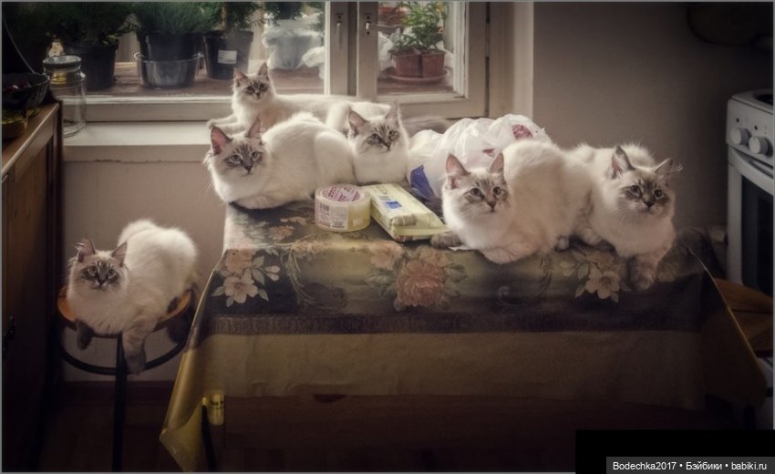 С днем кошек — Болталка и разговоры обо всем: жизнь (фото 5)