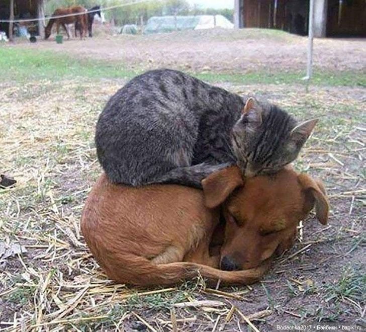 С днем кошек — Болталка и разговоры обо всем: жизнь