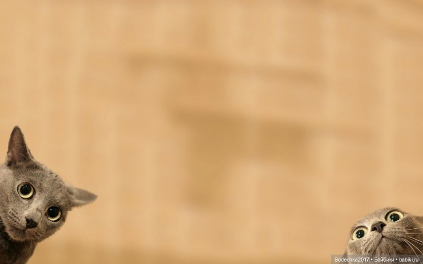 С днем кошек — Болталка и разговоры обо всем: жизнь (фото 7)