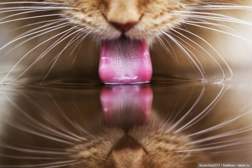 С днем кошек — Болталка и разговоры обо всем: жизнь