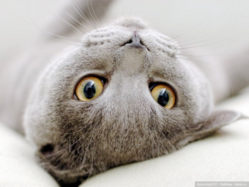 С днем кошек — Болталка и разговоры обо всем: жизнь