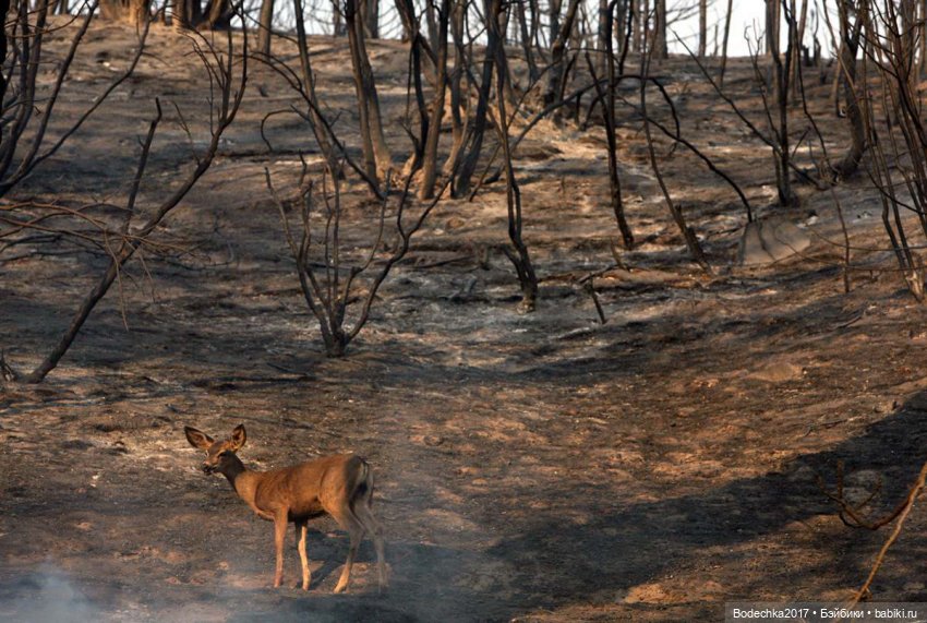 А люди ли мы еще — Болталка и разговоры обо всем: жизнь (фото 5)