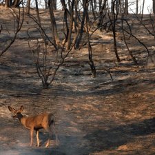 А люди ли мы еще?