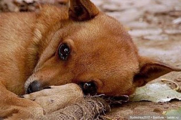 Живая игрушка — Проба пера: рассказы