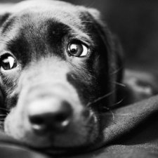 Живая игрушка