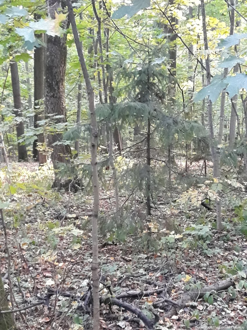 Лесная осень — Проба пера: рассказы (фото 8)