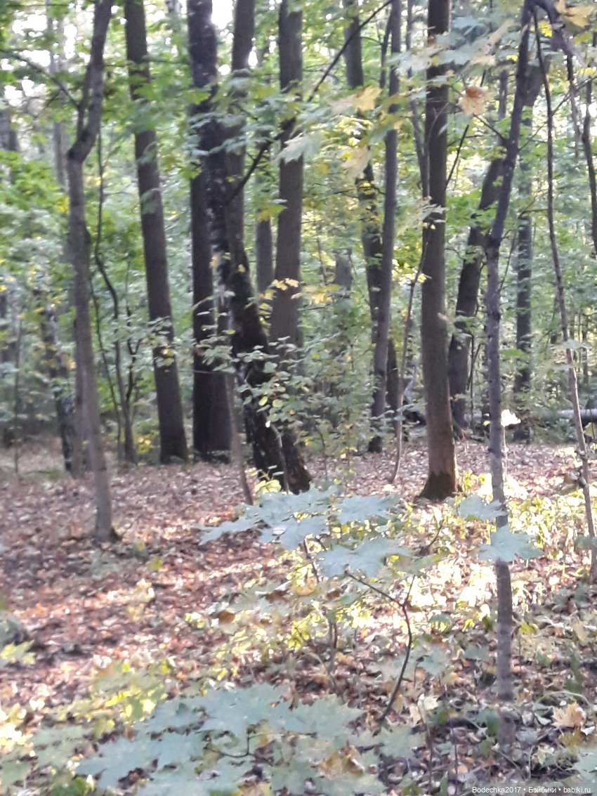 Лесная осень — Проба пера: рассказы (фото 7)