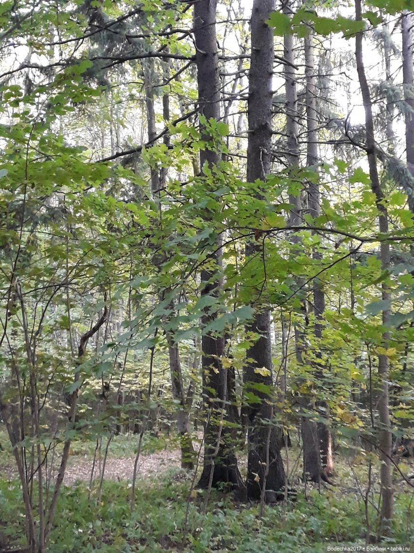 Лесная осень — Проба пера: рассказы (фото 5)