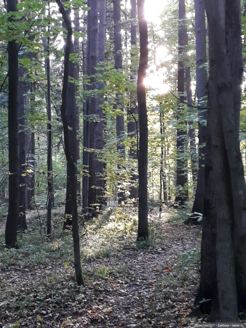 Лесная осень — Проба пера: рассказы (фото 10)