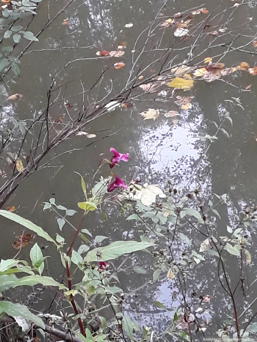 Лесная осень — Проба пера: рассказы (фото 3)