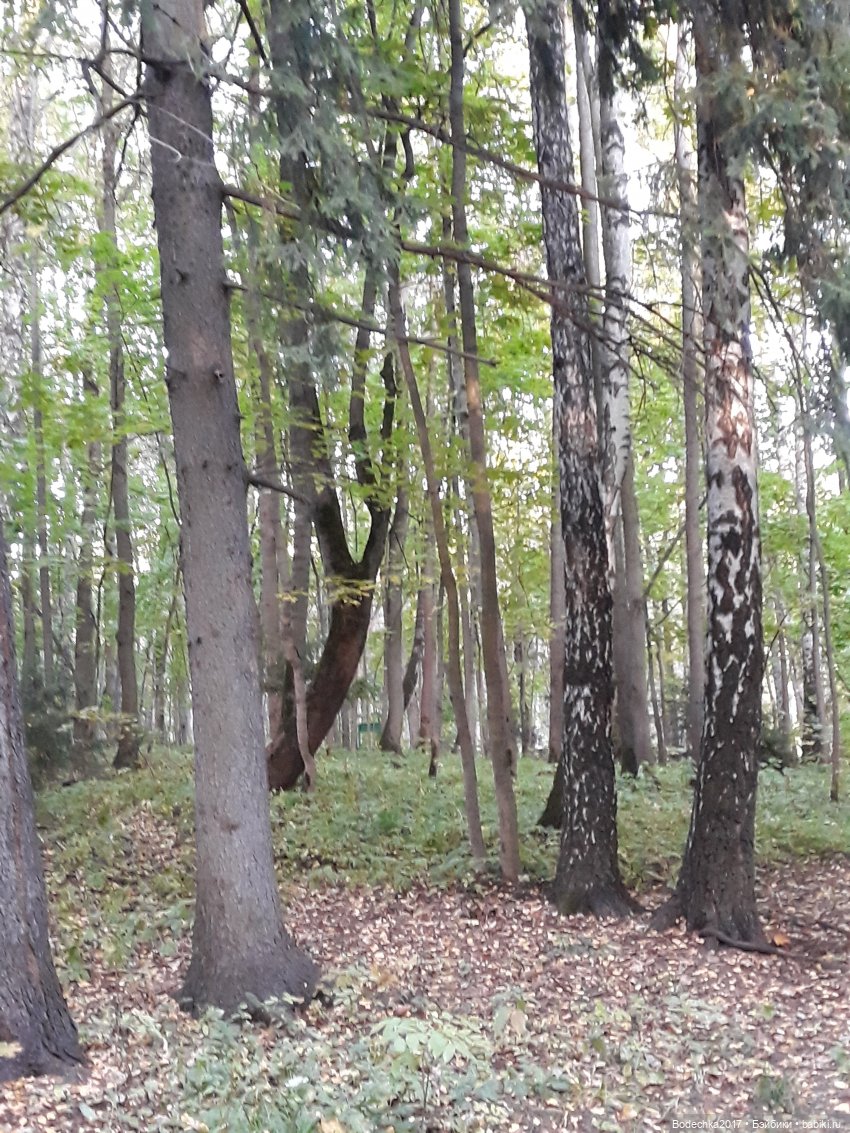 Лесная осень — Проба пера: рассказы