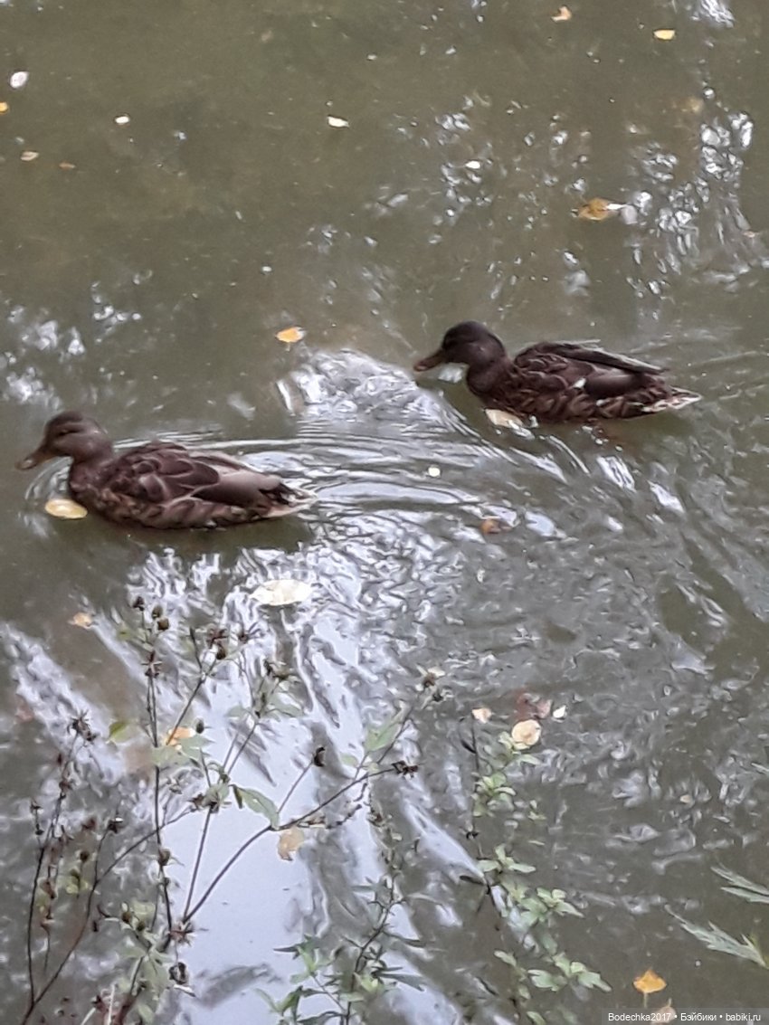 Лесная осень — Проба пера: рассказы (фото 4)