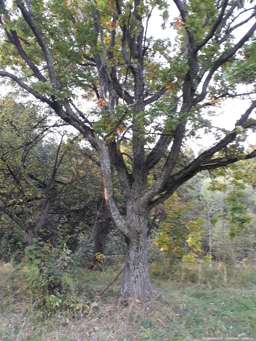 Лесная осень — Проба пера: рассказы