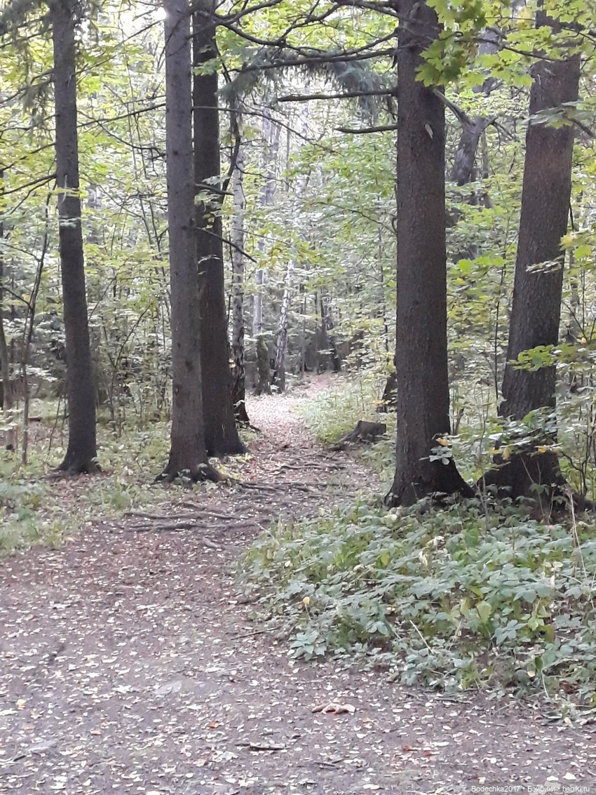 Лесная осень — Проба пера: рассказы (фото 9)