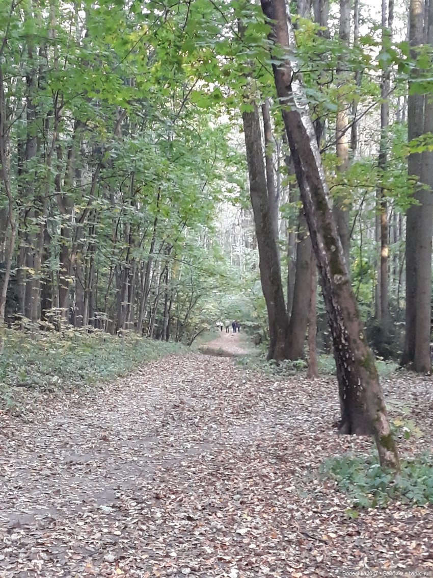 Лесная осень — Проба пера: рассказы (фото 2)