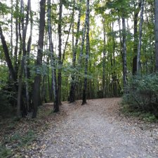 Лесная осень