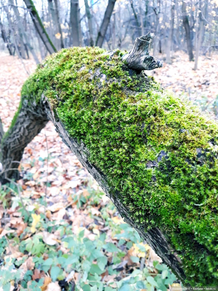 Заколдованный лес | Бэйбики Заколдованный лес — Винтажные куклы ГДР (Немки): Бигги
