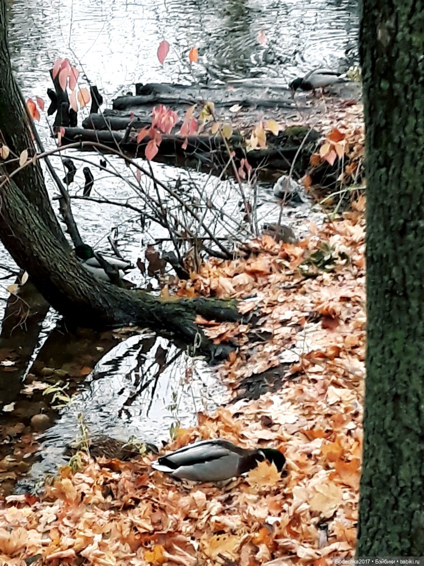 Заколдованный лес | Бэйбики Заколдованный лес — Винтажные куклы ГДР (Немки): Бигги