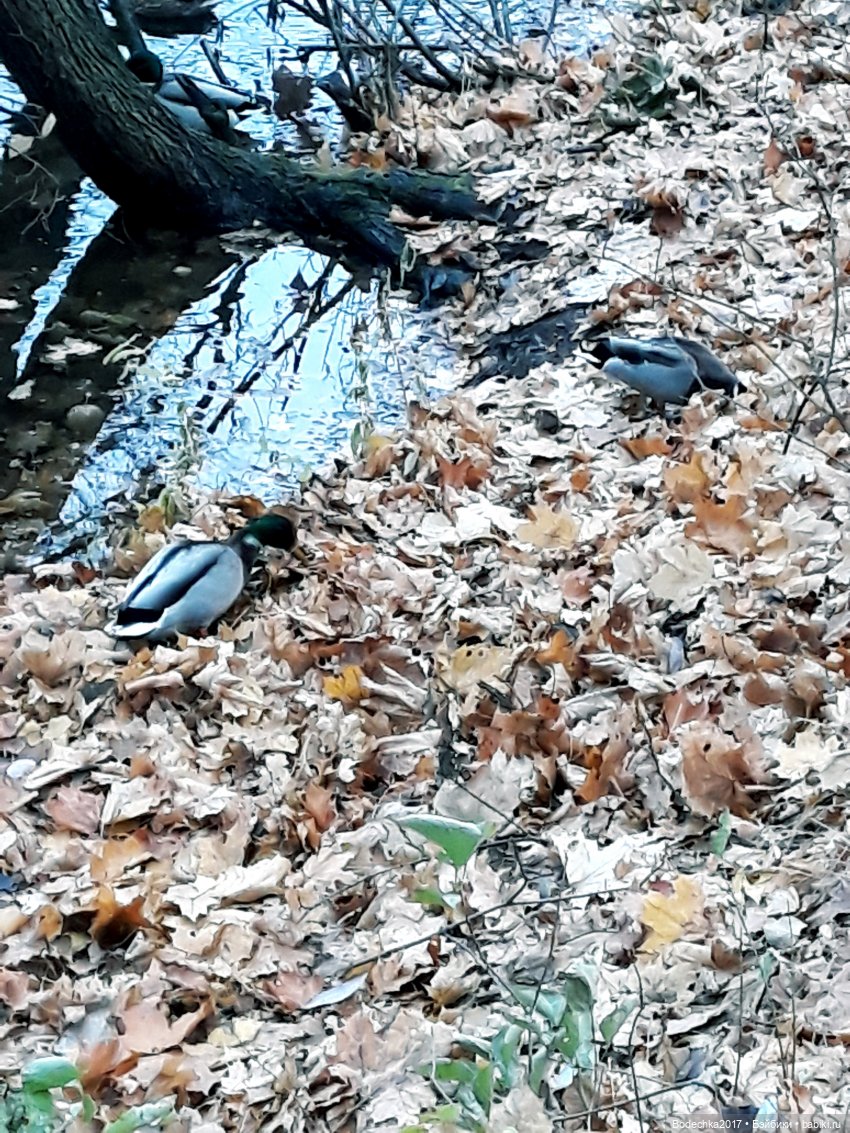 Заколдованный лес | Бэйбики Заколдованный лес — Винтажные куклы ГДР (Немки): Бигги