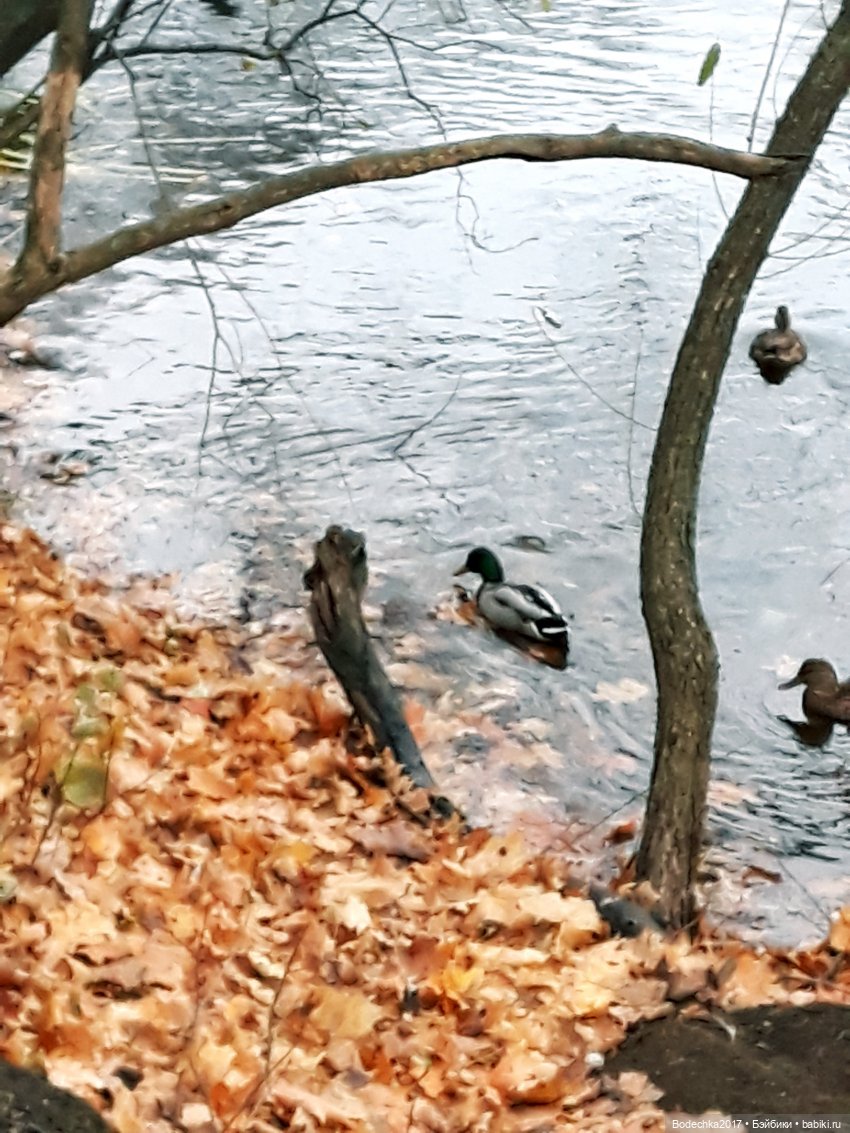 Заколдованный лес | Бэйбики Заколдованный лес — Винтажные куклы ГДР (Немки): Бигги