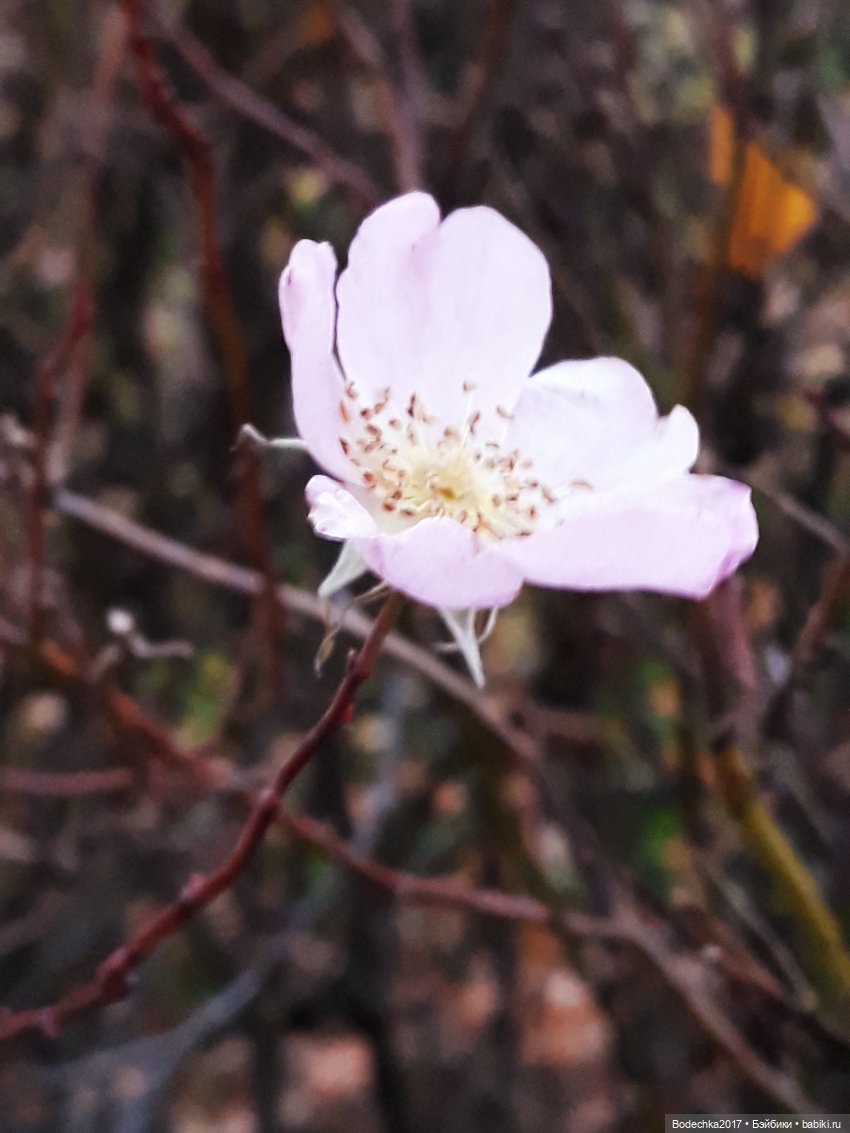 Удивительная осень — Игрушки СССР и советского детства: резиновые (фото 3)