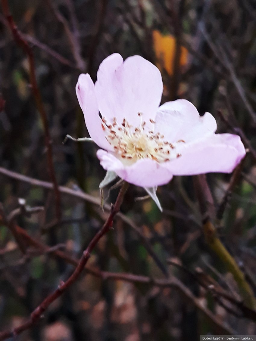 Удивительная осень — Игрушки СССР и советского детства: резиновые (фото 4)