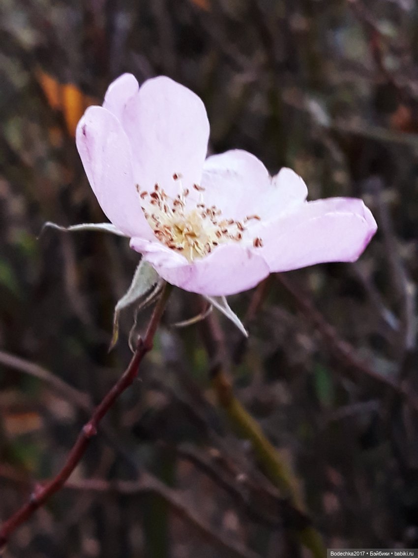 Удивительная осень — Игрушки СССР и советского детства: резиновые (фото 2)