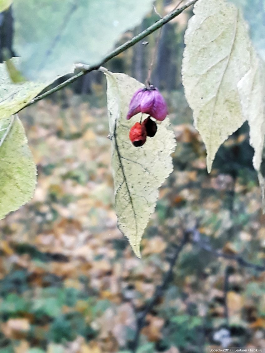 Удивительная осень — Игрушки СССР и советского детства: резиновые (фото 6)