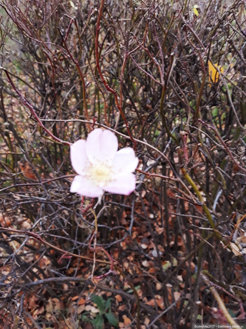 Удивительная осень — Игрушки СССР и советского детства: резиновые