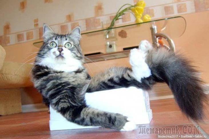 Кто на посту — Куклы D'Anton Jos (Д'Антон Джос): характерные (фото 8)