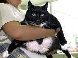 Кто на посту — Куклы D'Anton Jos (Д'Антон Джос): характерные (фото 4)