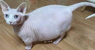 Кто на посту — Куклы D'Anton Jos (Д'Антон Джос): характерные (фото 7)