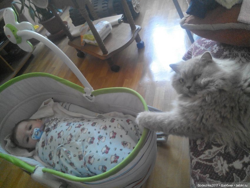 С самым прекрасным Женским Днем! Мяу