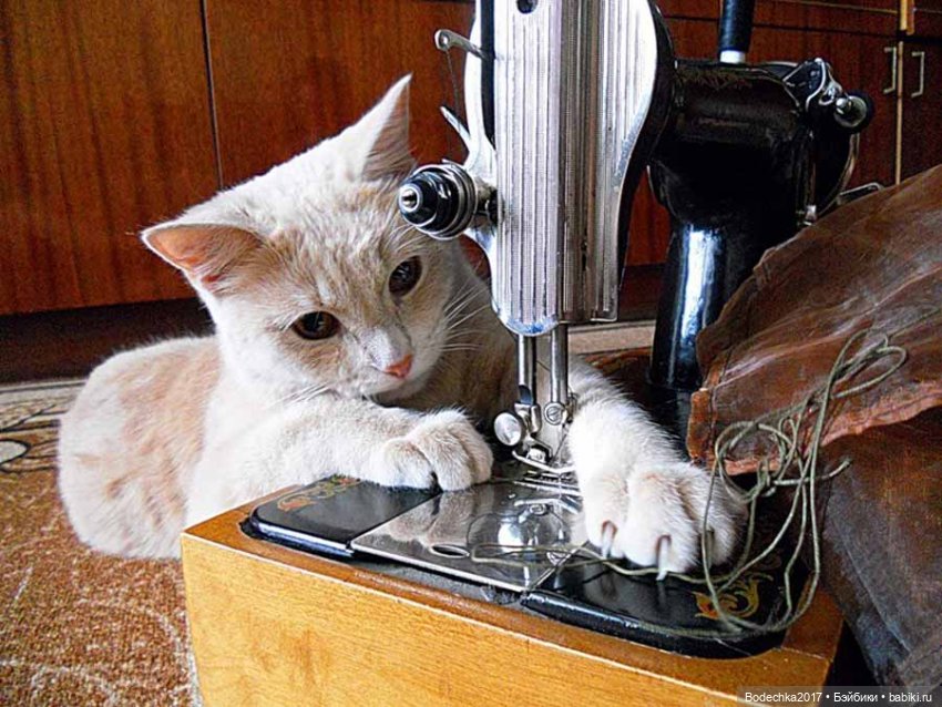 С самым прекрасным Женским Днем! Мяу (фото 3)