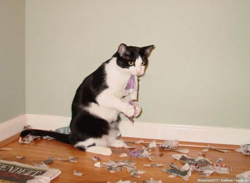 С самым прекрасным Женским Днем! Мяу