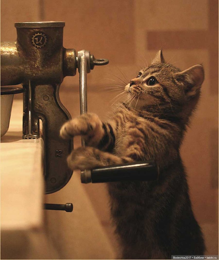 С самым прекрасным Женским Днем! Мяу (фото 6)