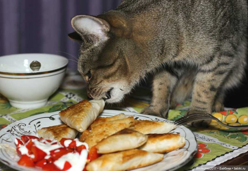 С самым прекрасным Женским Днем! Мяу