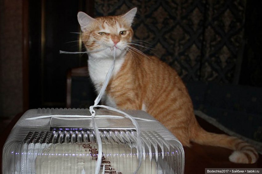 С самым прекрасным Женским Днем! Мяу (фото 8)