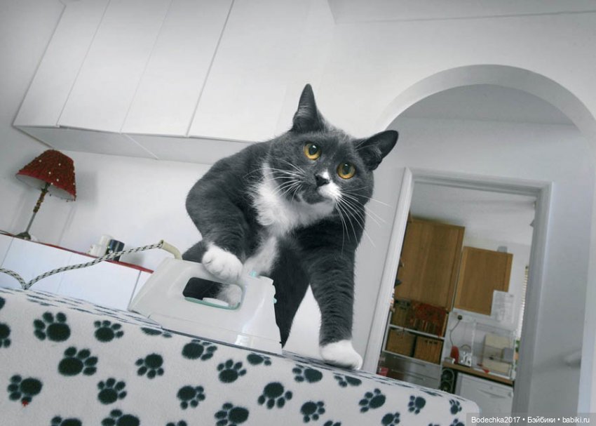 С самым прекрасным Женским Днем! Мяу (фото 7)