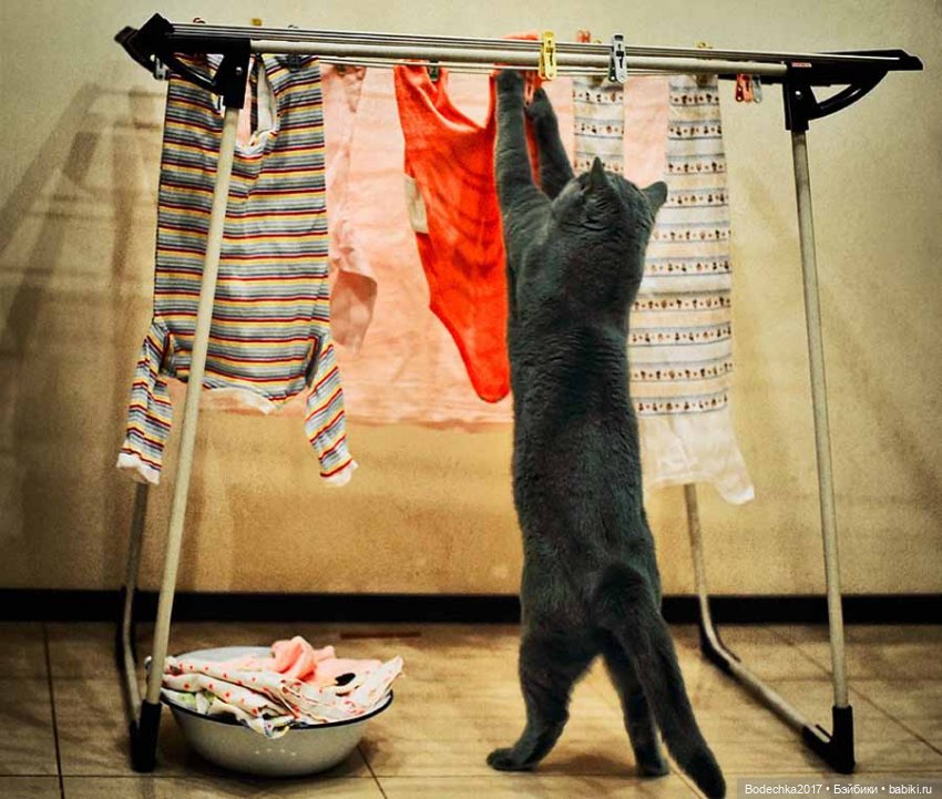 С самым прекрасным Женским Днем! Мяу (фото 4)