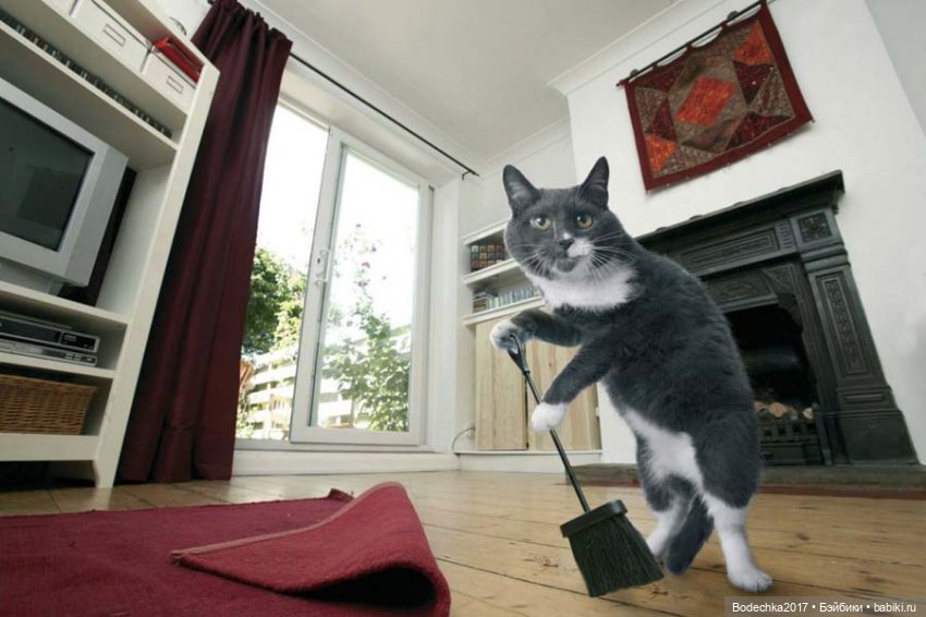 С самым прекрасным Женским Днем! Мяу (фото 5)