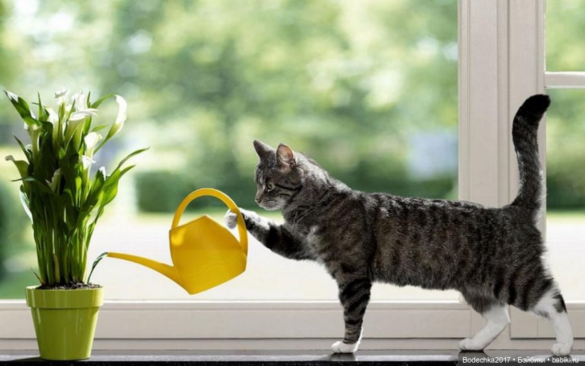 С самым прекрасным Женским Днем! Мяу (фото 9)