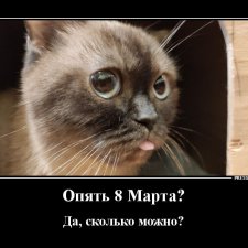 С самым прекрасным Женским Днем! Мяу!