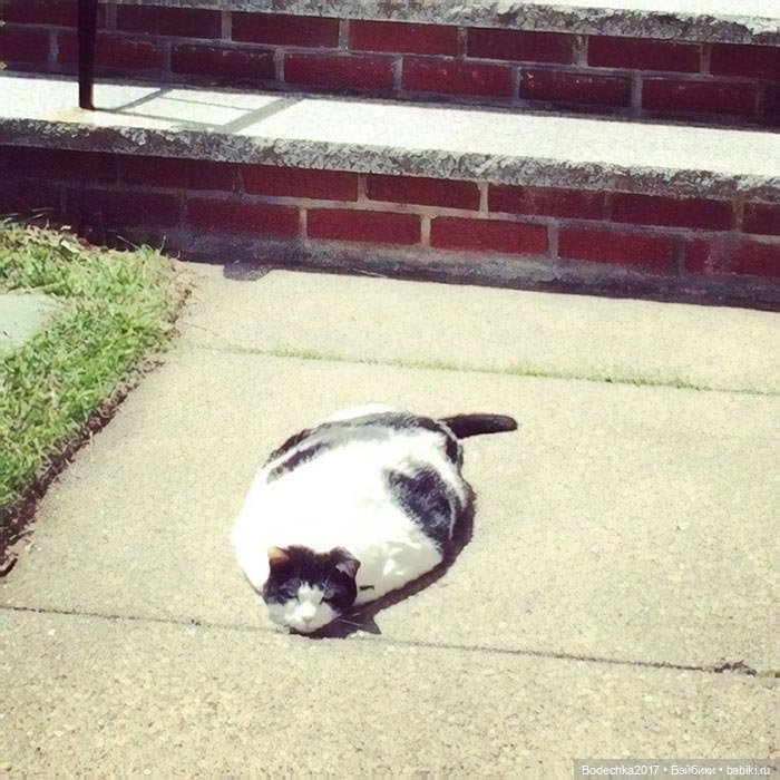 Неземные кошки | Бэйбики Неземные кошки — Интересные игрушки и фигурки (разное): редкие