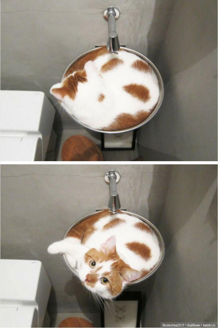 Неземные кошки | Бэйбики Неземные кошки — Интересные игрушки и фигурки (разное): редкие (фото 2)