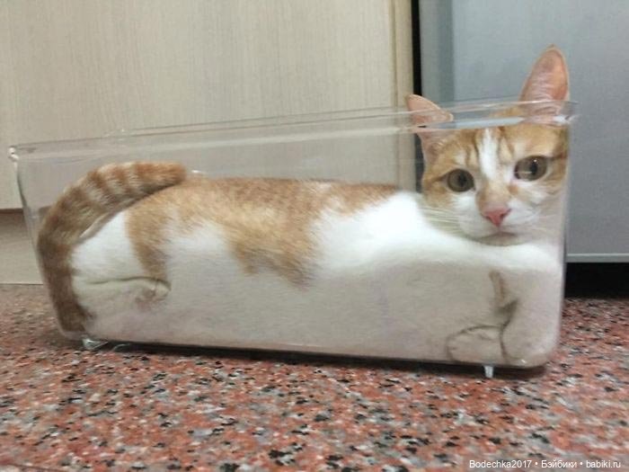 Неземные кошки | Бэйбики Неземные кошки — Интересные игрушки и фигурки (разное): редкие