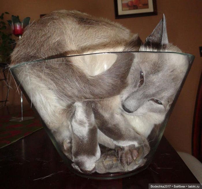 Неземные кошки | Бэйбики Неземные кошки — Интересные игрушки и фигурки (разное): редкие