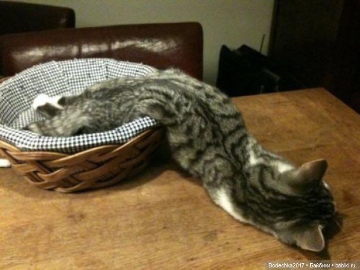 Неземные кошки | Бэйбики Неземные кошки — Интересные игрушки и фигурки (разное): редкие