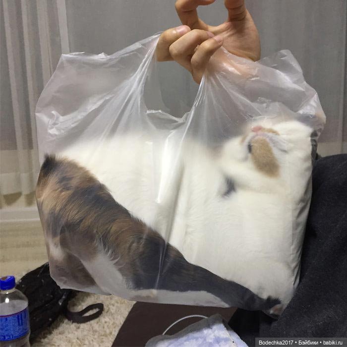 Неземные кошки | Бэйбики Неземные кошки — Интересные игрушки и фигурки (разное): редкие